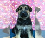 Small Photo #4 German Shepherd Dog Puppy For Sale in BRITTONS NECK, SC, USA