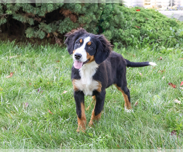 Medium Photo #1 Bernese Mountain Dog Puppy For Sale in SYRACUSE, IN, USA