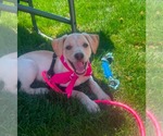 Small #4 Labrador Retriever Mix