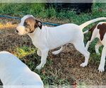 Small Photo #2 Mutt Puppy For Sale in Claremore, OK, USA