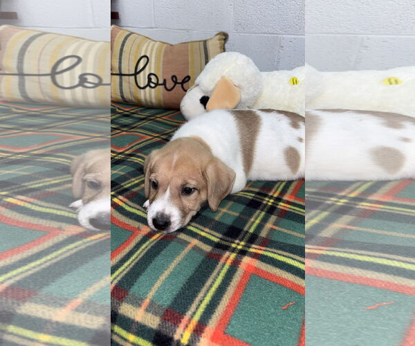 Medium Photo #2 Mutt Puppy For Sale in York, SC, USA