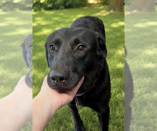 Medium Photo #3 Mutt Puppy For Sale in Omaha, NE, USA