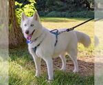 Small Siberian Husky