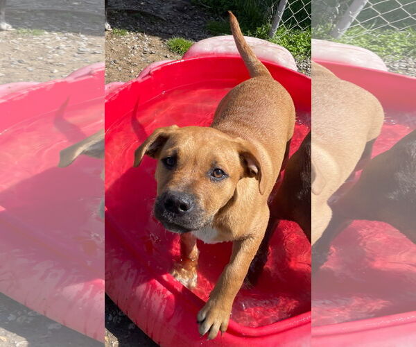 Medium Photo #6 Labrador Retriever-Unknown Mix Puppy For Sale in Tracy City, TN, USA