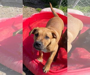 Jumbo - Male Labrador Retriever-Unknown Mix Dog for Adoption - Photo #6