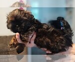 Puppy Bentley Shih Tzu