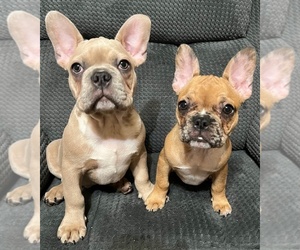 French Bulldog Puppy for sale in ROCKLIN, CA, USA