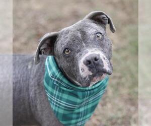 American Staffordshire Terrier-Unknown Mix Dogs for adoption in San Antonio, TX, USA