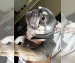 Small Photo #1 French Bulldog Puppy For Sale in HESPERIA, CA, USA