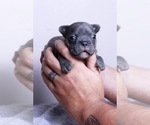 Small Photo #4 French Bulldog Puppy For Sale in BERWYN, IL, USA