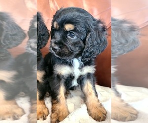 Cavapoo Puppy for Sale in LEBANON, Oregon USA
