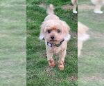 Small #1 Mutt