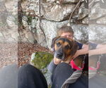Small #1 English Mastweiler