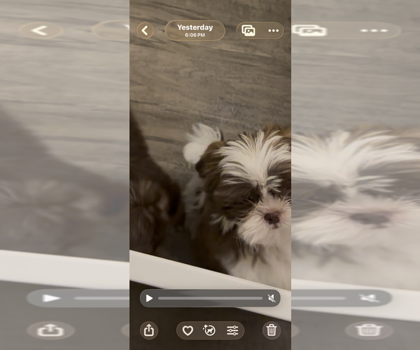 Medium Photo #1 Shih Tzu Puppy For Sale in MADISON, NC, USA
