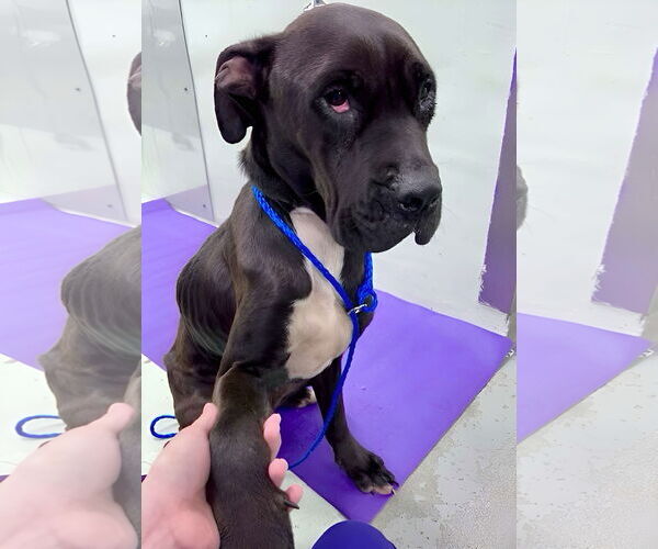 Medium Photo #3 Mastiff-Unknown Mix Puppy For Sale in The Woodlands, TX, USA