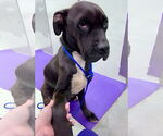 Small #2 Mastiff Mix