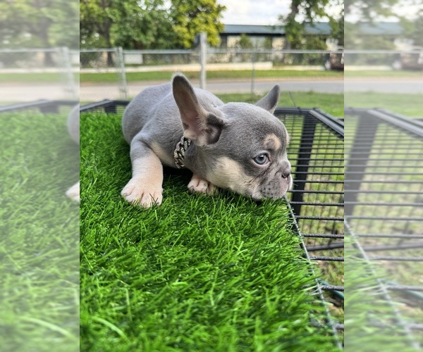 Medium Photo #1 French Bulldog Puppy For Sale in CRYSTAL CITY, TX, USA