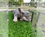 Puppy Puppy 1 French Bulldog