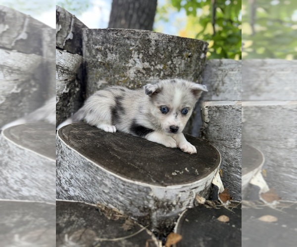 Medium Photo #14 Alaskan Klee Kai-Pomsky Mix Puppy For Sale in STAPLES, MN, USA