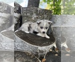Small #13 Alaskan Klee Kai-Pomsky Mix