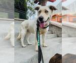 Small #4 Huskies -Labrador Retriever Mix