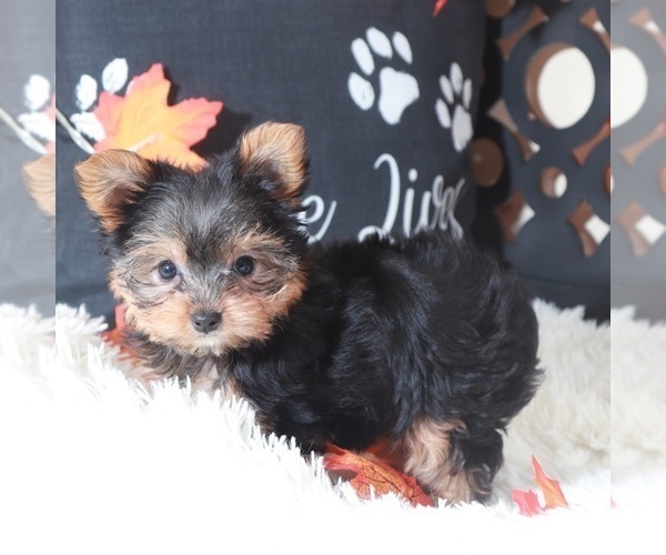 Medium Photo #3 Yorkshire Terrier Puppy For Sale in MOUNT VERNON, OH, USA