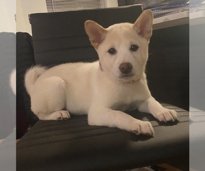 Shiba Inu Puppy for sale in PHILADELPHIA, PA, USA
