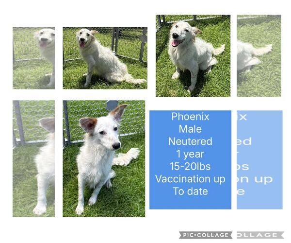 Medium Photo #3 Jack Russell Terrier-Unknown Mix Puppy For Sale in Virginia Beach, VA, USA