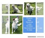Small #2 Jack Russell Terrier Mix