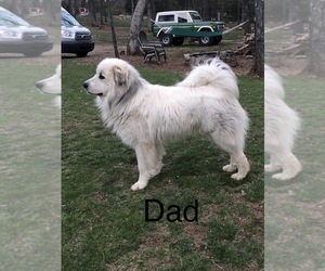 Father of the Great Pyrenees puppies born on 04/21/2022