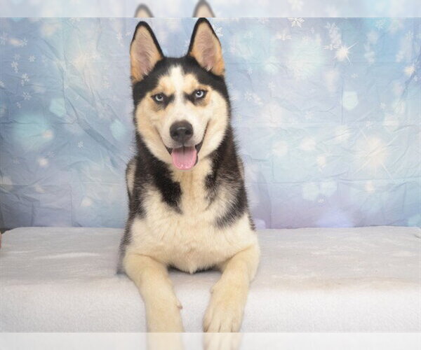 Medium Photo #1 Siberian Husky-Unknown Mix Puppy For Sale in Oroville, CA, USA