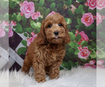 Small Photo #2 Goldendoodle Puppy For Sale in WARSAW, IN, USA
