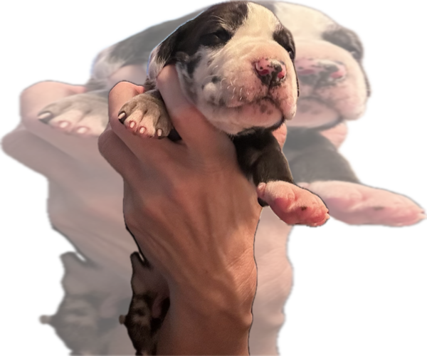 Medium Photo #1 Great Dane Puppy For Sale in WILLIS, TX, USA