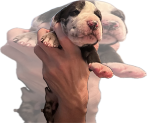 Medium Great Dane