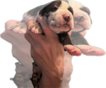 Puppy Luger Great Dane