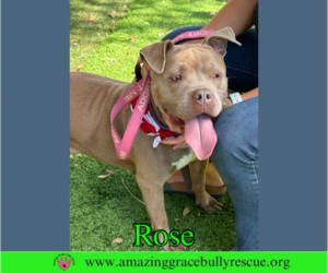 Rose - Female American Pit Bull Terrier-Unknown Mix Dog for Adoption - Photo #4