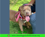 Small #3 American Pit Bull Terrier Mix