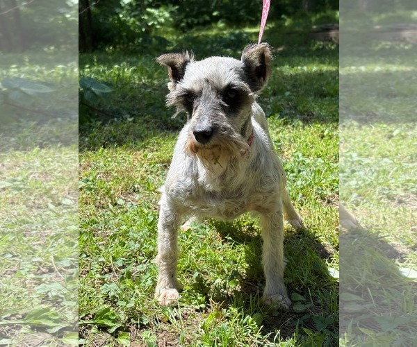 Medium Photo #5 Mutt Puppy For Sale in HOPKINSVILLE/PRINCETON, KY, NH, USA