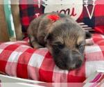 Small Photo #6 German Shepherd Dog Puppy For Sale in MARION, IL, USA