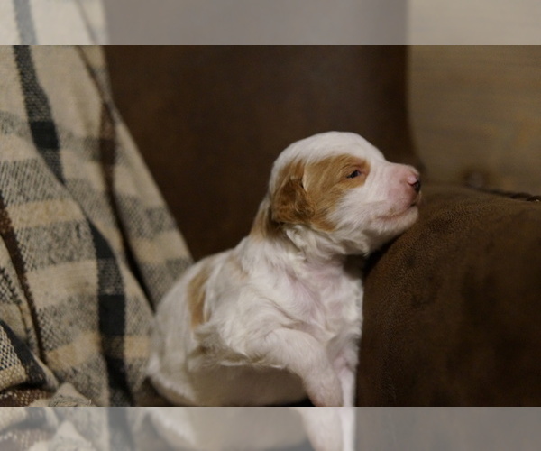 Medium Photo #6 Golden Mountain Doodle  Puppy For Sale in JIM FALLS, WI, USA