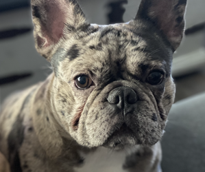 Father of the French Bulldog puppies born on 05/24/2025