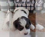 Small Photo #17 Cavapoo Puppy For Sale in CARLISLE, KY, USA