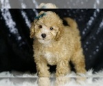 Small #1 Poodle (Toy)