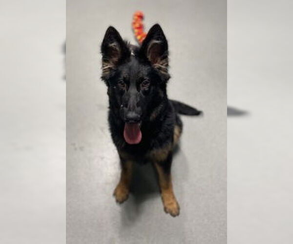 Medium Photo #1 Mutt Puppy For Sale in Salinas, CA, USA