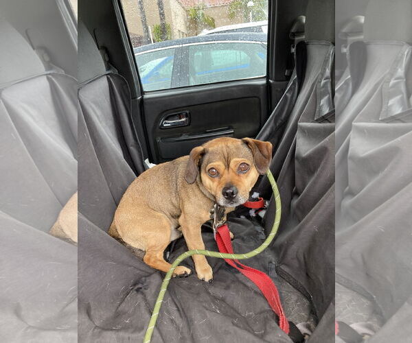 Medium Photo #2 Chug Puppy For Sale in San Diego, CA, USA