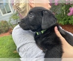 Small Photo #8 Labrador Retriever Puppy For Sale in BREWSTER, WA, USA