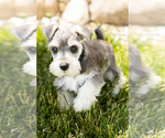 Small Photo #10 Schnauzer (Miniature) Puppy For Sale in MILLERSBURG, IN, USA
