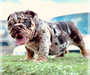 English Bulldog Puppy for sale in DEL ROSA, CA, USA