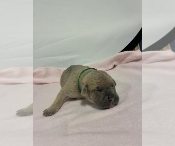 Medium Photo #1 Cane Corso Puppy For Sale in CAMBY, IN, USA