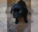 Small Pug